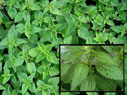 Stinging nettle Urtica dioica